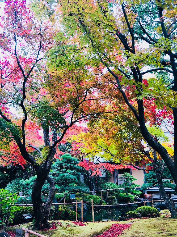 お出かけ先の画像 by nao70*さん | お出かけ先と由志園と色とりどりの紅葉