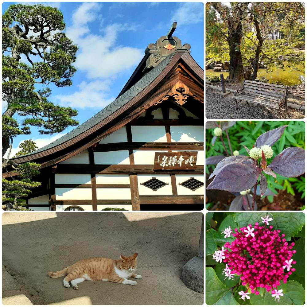 お出かけ先の画像 by hydrangea1112さん | お出かけ先と神社とお寺はボタニカルスポットとチーム花が好き♡とコロナに負けるな!とコロナおしりペンペン( ・᷄ὢ・᷅ )とNEWチーム横浜とGoToトラベル♪と花のある暮らしと頑張れ❗️日本と恵林寺
