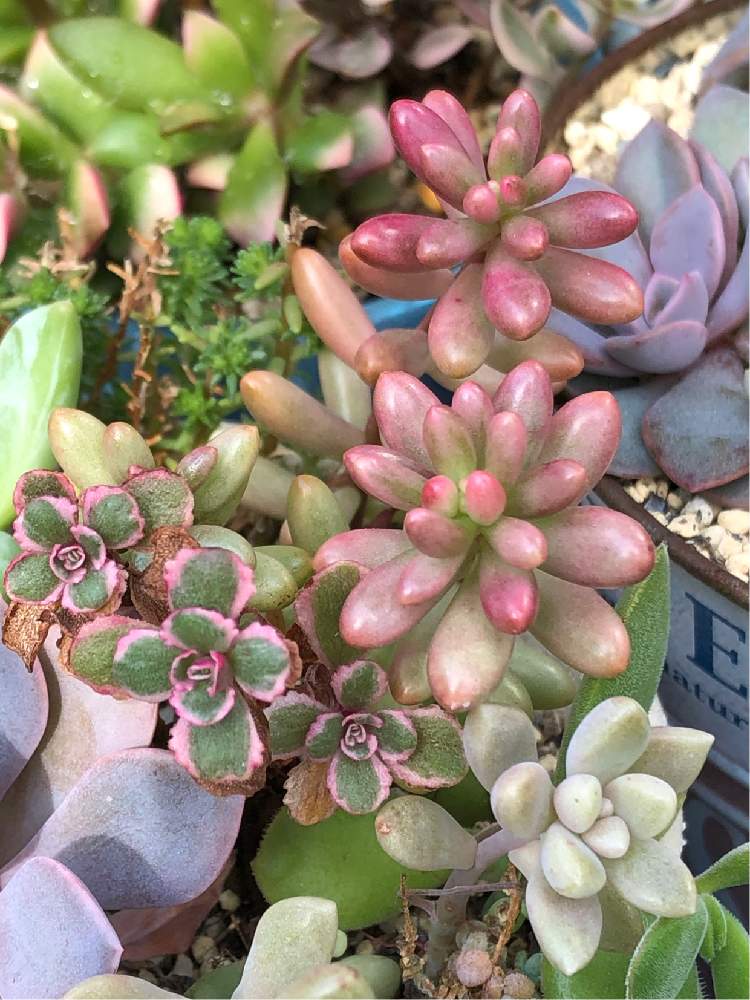 の画像 by よよよさん | オーロラとトリカラーと多肉植物とピンク ぴんく Pinkと黒ニャンコ隊とぎゅうぎゅうといつもありがとうと美しいと元気モリモリとタニラーともりもりと可愛いとかわいい