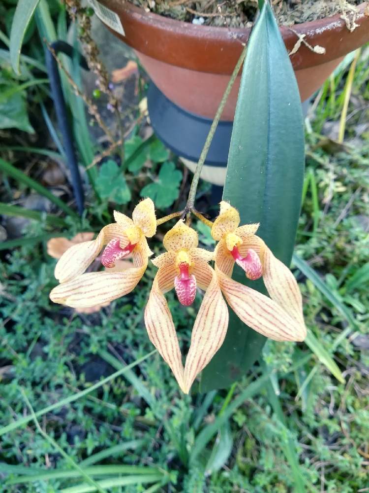 小さな庭の画像 by 阿南田零さん | 小さな庭とBulbophyllum annandaleiとバルボフィラム アナンダレイと着生植物と洋蘭と着生ランとラン科とorchidとマメヅタラン属とおうち園芸と黄色い花と洋蘭広め隊とオーキッドと洋ランとらんとガーデニングと花のある暮らしと秋に咲かせた花-園芸ガイド2020と洋蘭原種とBulbophyllum属とバルボフィラム属と秋の花と洋らん