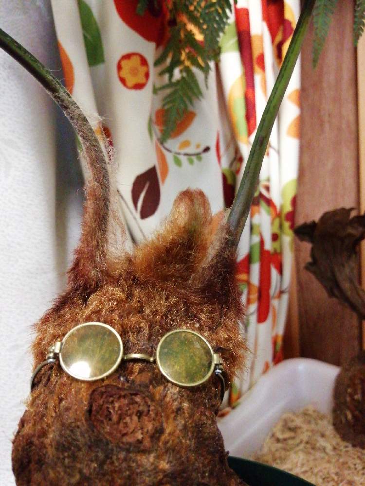 部屋の画像 by 白マジュさん | 部屋とタカワラビとゴールデンモンキーとキンモウコウと観葉植物と水やりと珍しいと 森の妖精とシダ植物と珍奇植物とこだわり
