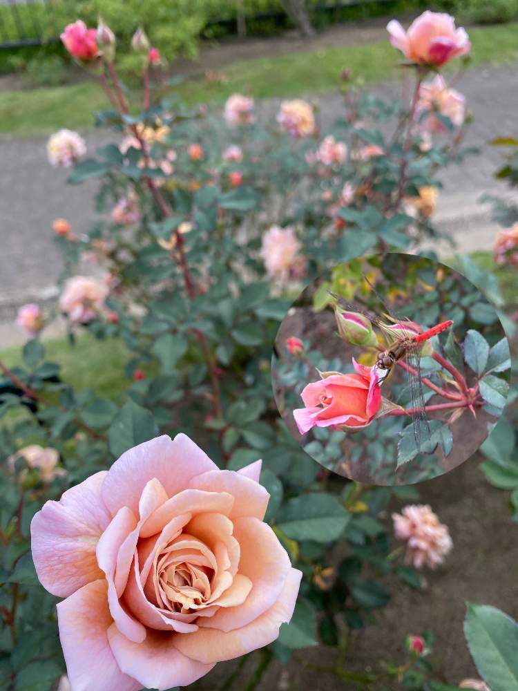 お出かけ先の画像 by ネイビーさん | お出かけ先とバラ 空蝉と秋の薔薇と空蝉とげんきもらえますと新潟と可愛いね❗と花のある暮らしと癒しのひと時