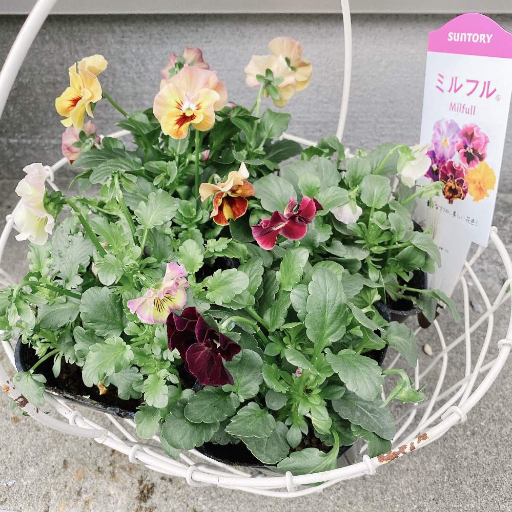 小さな庭の画像 by ホエリさん | 小さな庭とビオラ ミルフルとお花大好き♡とビオラ・パンジーと多肉大好きとサントリー フラワーズとおうち園芸と植中毒と今日のお花とGSに感謝。と花のある暮らしと秋に咲かせた花-園芸ガイド2020とお花屋さんとiPhone撮影