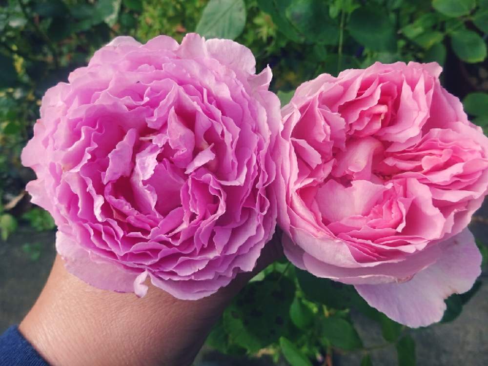 小さな庭の画像 by ☆きらまる☆さん | 小さな庭とピンク同盟と極上咲きと薔薇愛同盟と薔薇男子と薔薇に魅せられてと薔薇と暮らすとオシャレとB型とバラのある暮らしとおうち園芸と今日の一枚ときれいな色とたまらん!と花のある暮らしとかわいいな♡とテンション⤴︎とロザリアンとバラを楽しむとピンクハンター