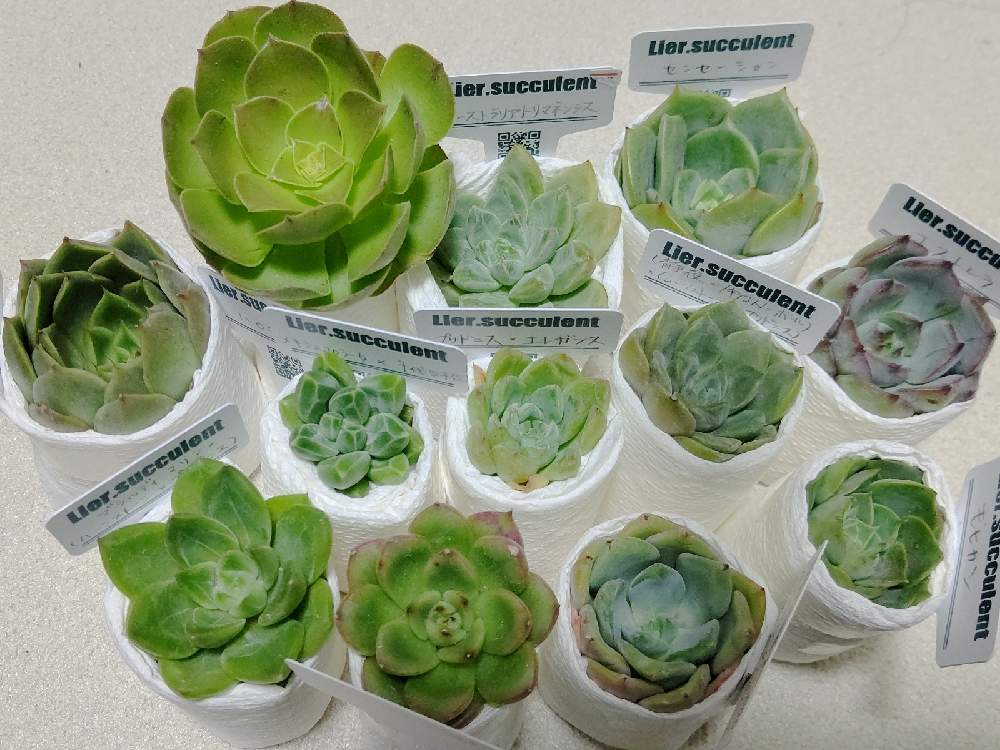 バルコニー/ベランダの画像 by マカロニさん | バルコニー/ベランダと多肉植物と多肉初心者とリエール多肉フェスティバル