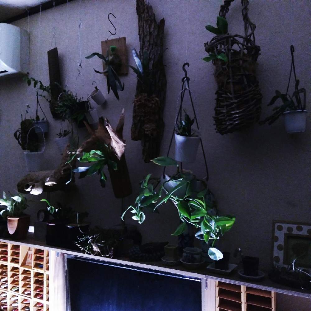 インテリアの画像 by まりみさん | インテリアと植中毒とお部屋ジャングル化計画とDIYとおうち園芸
