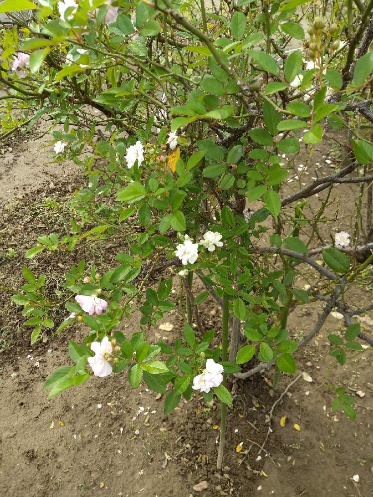 お出かけ先の画像 by はげカッパさん | お出かけ先と薔薇館とチーム岐阜
