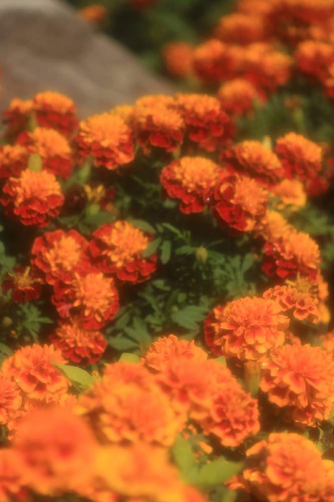 お出かけ先の画像 by ロベカル3さん | お出かけ先とマリーゴールドと花のある風景とオレンジの花とビタミンカラーとお花畑 と黄色の花と印象的と国営讃岐まんのう公園