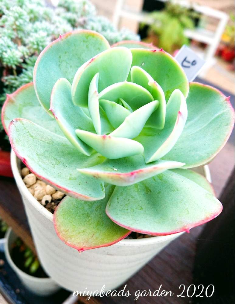 棚の画像 by みやさん | 棚とピーチプリデと多肉植物とお気に入り♥と初心者の多肉植物と多肉の管理