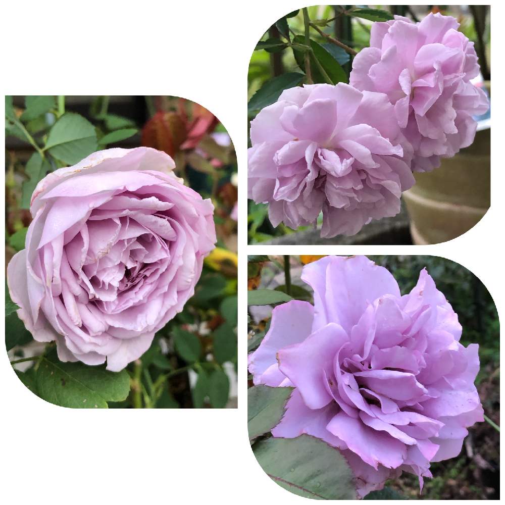の画像 by うふふさん | 薔薇 ラピスラズリとばら バラ 薔薇と薔薇に魅せられてと青薔薇マニアとバラのある暮らしとうふふの薔薇と薔薇レイニーブルーとおうち園芸と薔薇が好き❤と薔薇ノヴァーリスとお花が好き♡と月曜日にはバラをとGSでバラ園と花のある暮らしと青い花マニアとチーム愛知と自己大満足♡