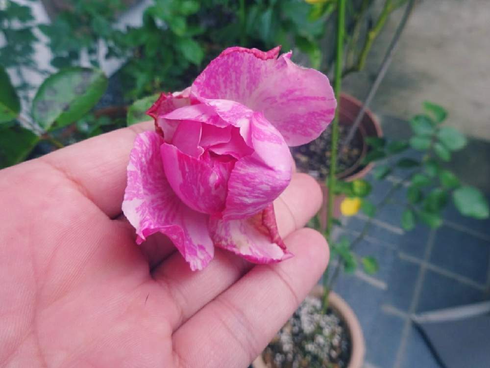 玄関の画像 by ☆きらまる☆さん | 玄関と薔薇愛同盟と薔薇男子と薔薇に魅せられてと薔薇と暮らすとオシャレとB型とバラのある暮らしとおうち園芸と今日の一枚ときれいな色とたまらん!と花のある暮らしとかわいいな♡とテンション⤴︎とロザリアンとバラを楽しむとシボラー