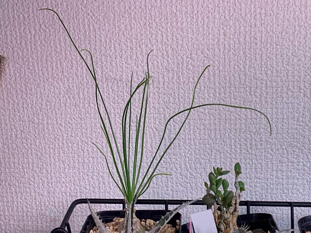 部屋の画像 by チノ(サボタニ雑食気味さん | 部屋とアルブカとへっぽこ園芸厨と植物育成ライトとアルブカ属とおうち園芸と植物栽培用ライトと植物育成LEDライト