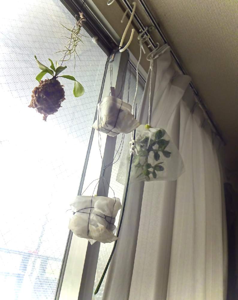 窓辺の画像 by you(-_-)youさん | 窓辺とyou-_-you+養生中とおうち園芸と治療中とyou-_-youのウスネオイデスとyou-_-you+ビカクとyou-_-you+サンセベリアとyou-_-you+エアプとyou-_-you+花月