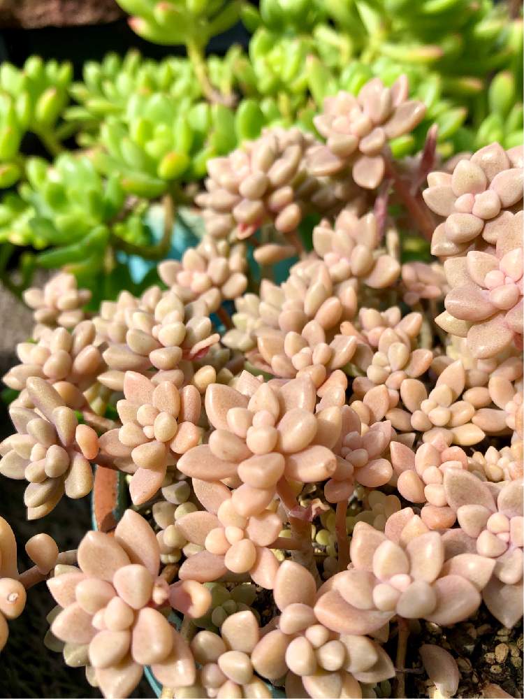 の画像 by よよよさん | 姫秀麗と多肉植物とピンク ぴんく Pinkと岩手県と黒ニャンコ隊とぎゅうぎゅうといつもありがとうとおうち園芸と我ら植中毒隊!と美しいと元気モリモリとタニラーともりもりと可愛いとかわいいとぷっくり