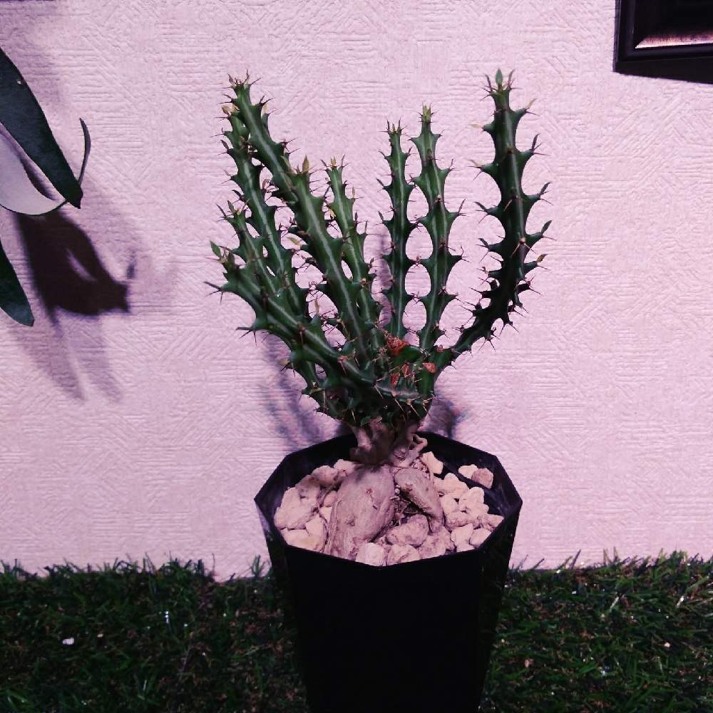 部屋の画像 by まりみさん | 部屋とユーホルビア クンチーとユーホルビア属とおうち園芸と植中毒と塊根植物とお部屋ジャングル化計画