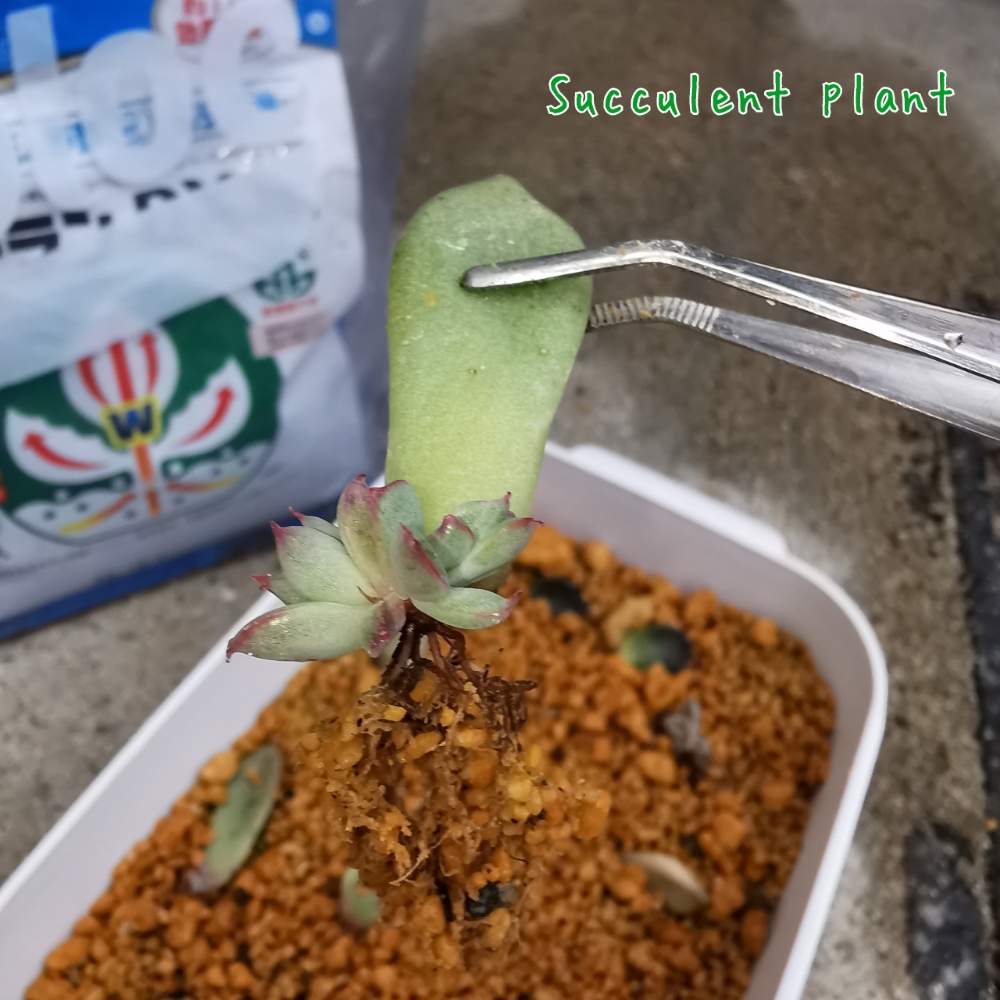 小さな庭の画像 by tanikuchan_tomominさん | 小さな庭と多肉植物と多肉植物が好きな人と繋がりたいと緑のある暮らしと植物好きと多肉好きな人と繋がりたいとエケベリア属と多肉はざしと多肉ちゃん初心者と多肉植物好きと多肉植物のある暮しと葉挿しの赤ちゃん