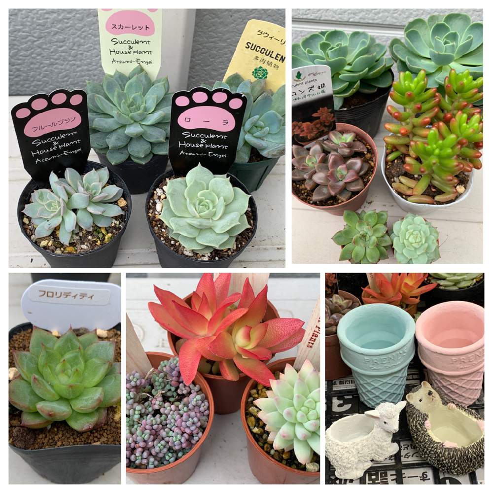 お出かけ先の画像 by lovely rose***さん | お出かけ先と多肉植物と元気に育ちますようにとまた行きたい所✨と多肉ちゃんと愉快な仲間たちと可愛い❤と多肉のある暮らしと多肉生活とシマムラ園芸さん