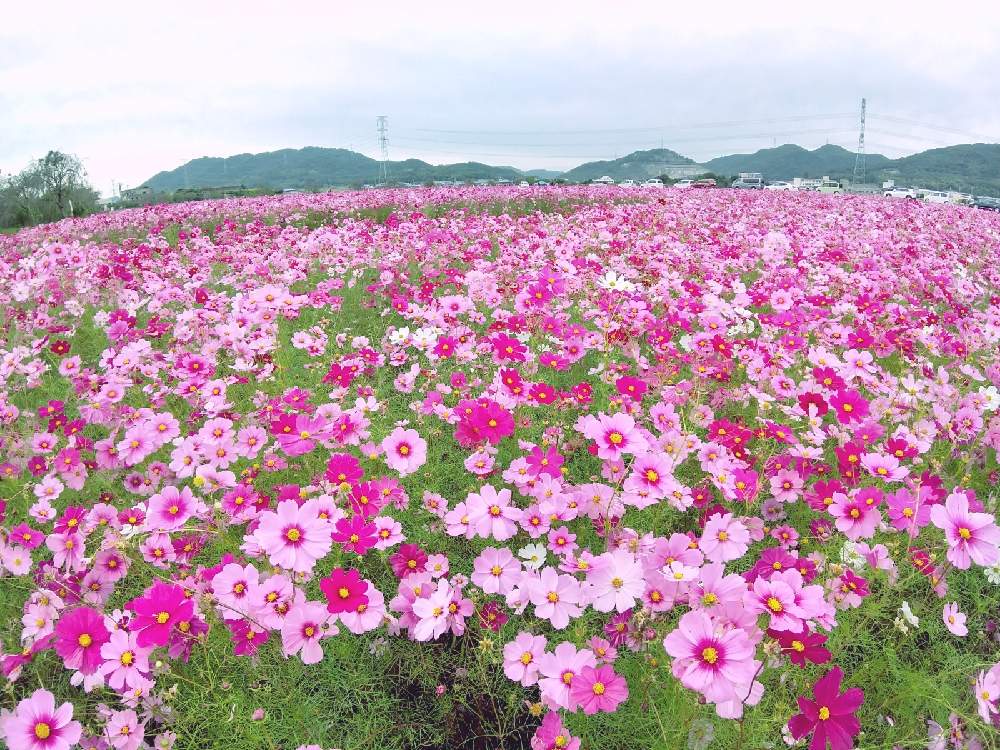 お出かけ先の画像 by flower&skyさん | お出かけ先とコスモスと季節を感じる♪とピンクの花と空を背景にと満開と花のある暮らしと白い花と秋の花