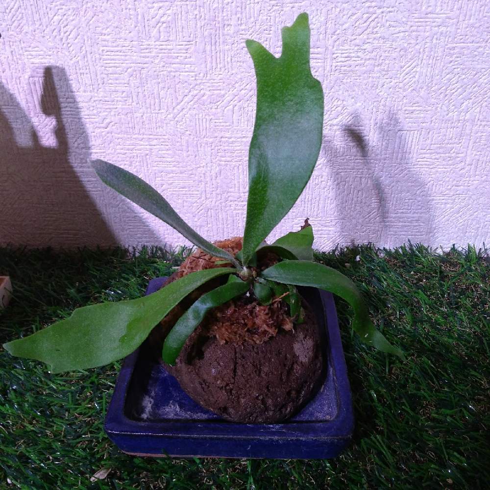 部屋の画像 by まりみさん | 部屋とビカク軽石仕立てとおうち園芸と植中毒とお部屋ジャングル化計画とビカクシダ ネザーランド