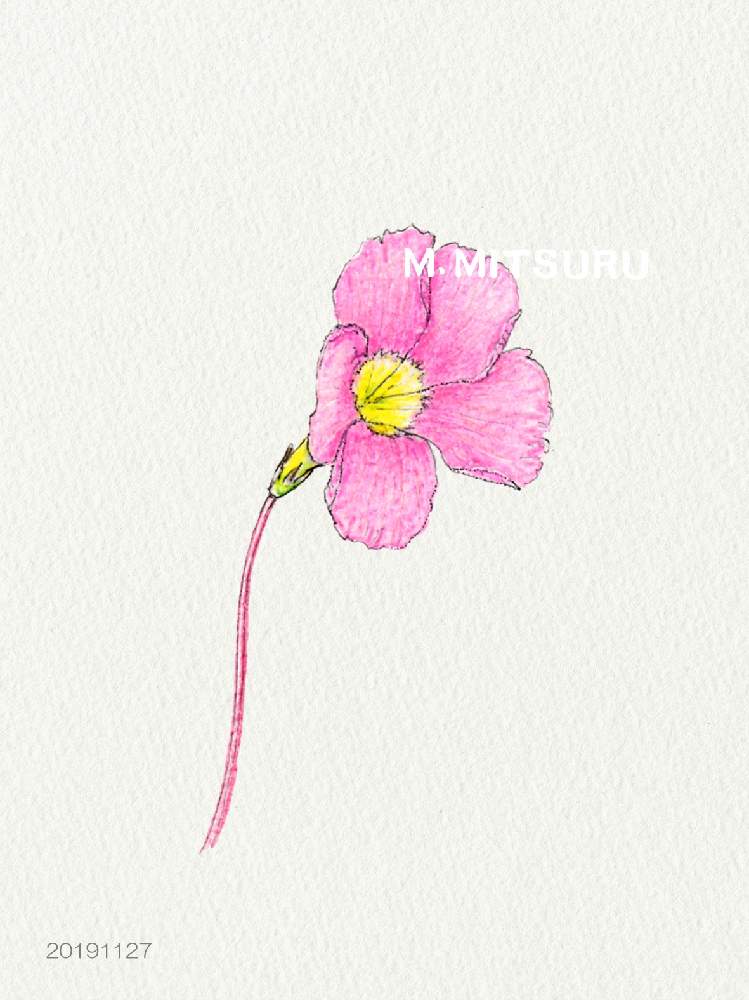 小さな庭の画像 by 光さん | 小さな庭とピンクの花とおうち園芸とデッサン⚫