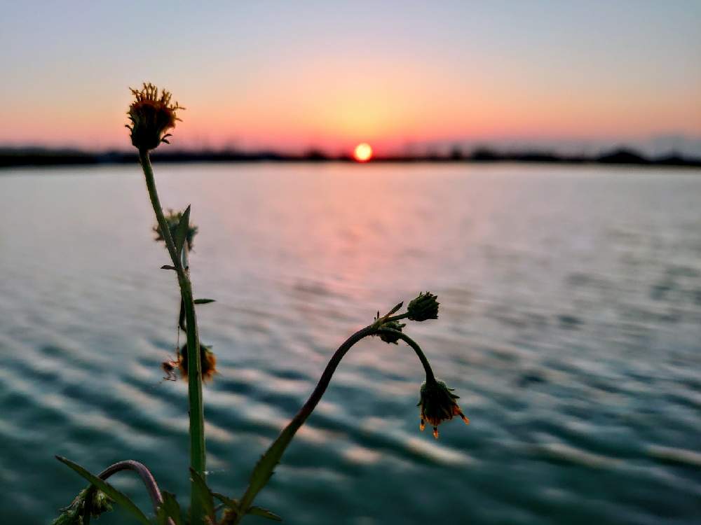 お出かけ先の画像 by たーぼー *さん | お出かけ先とコセンダングサと野の花と道端徘徊同盟と里山大好き協会と野草とGS句会と秋も好きと道草とたーぼー*なんとなく俳句と山野草大好き協会と遠回りとキク科と雑草と夕暮れと寄り道