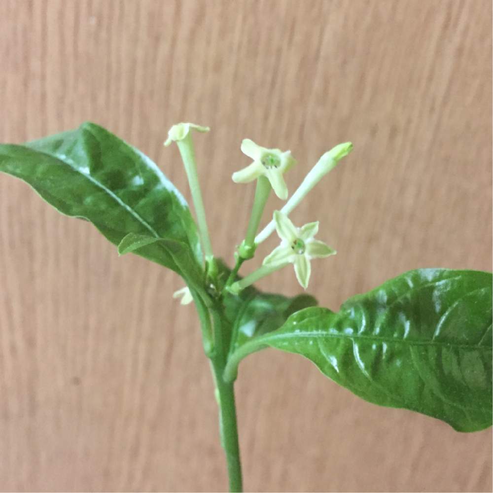 部屋の画像 by takaさん | 部屋と夜香木とナイト ジャスミンと癒しと星型の花とおうち園芸と香りのする花とガーデニングと花のある暮らし
