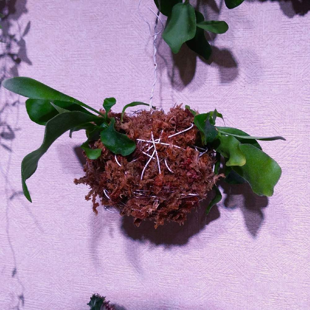 部屋の画像 by まりみさん | 部屋と着生植物と ビカクシダとおうち園芸と植中毒と目指せ✨ビカク玉!とお部屋ジャングル化計画とビカクシダ ネザーランド