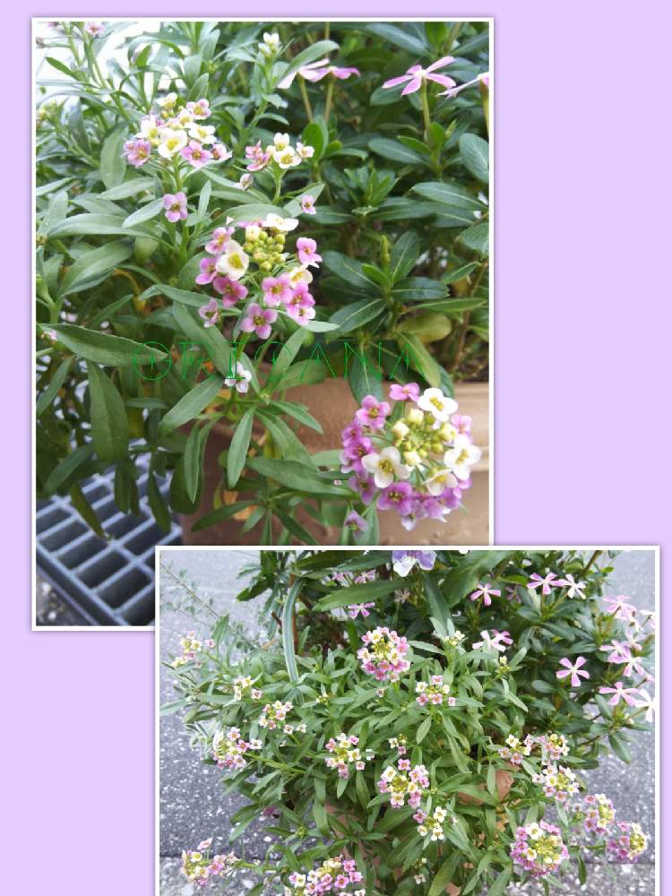 の画像 by オリカナさん | アリッサムとアリッサム シェリと生命力と寄せ植えと見切り品とおうち園芸と大好き見切り品と見切り品出身とビタミンFと咲いた!