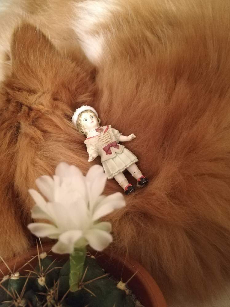 部屋の画像 by charlieさん | 部屋とサボテンときれいなお花とcharlie くんと不思議の国のアドベンチャー