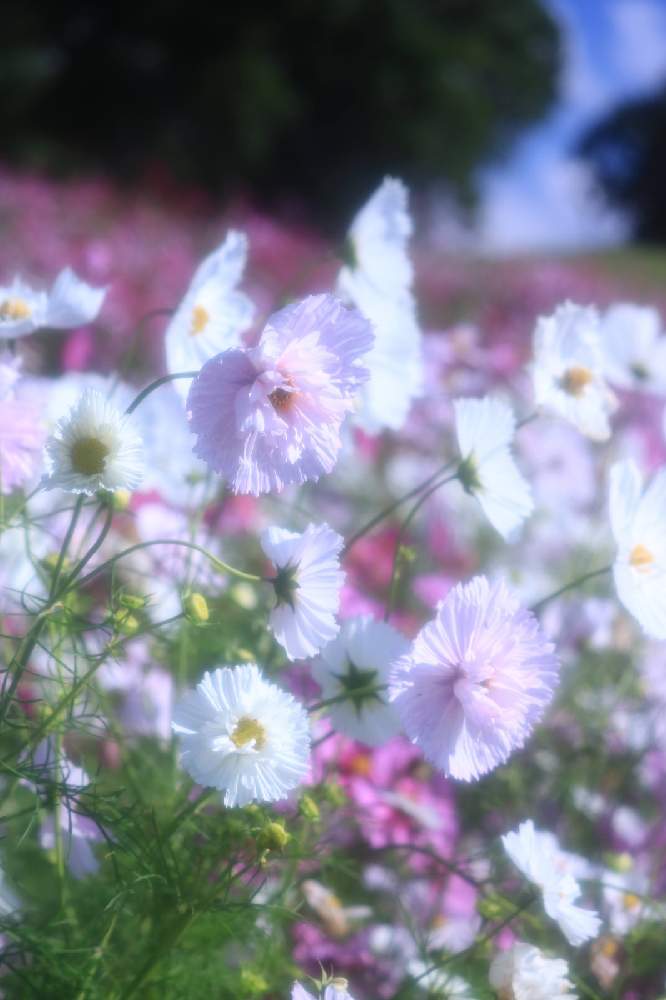 お出かけ先の画像 by ロベカル3さん | お出かけ先とコスモスとコスモス カップケーキとピンクの花と花のある風景とお花畑 と赤い花と国営讃岐まんのう公園と秋の風景と白い花