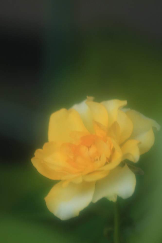 小さな庭の画像 by ロベカル3さん | 小さな庭とミニバラとおうち園芸と今日のお花と黄色の花と印象的とうっとり
