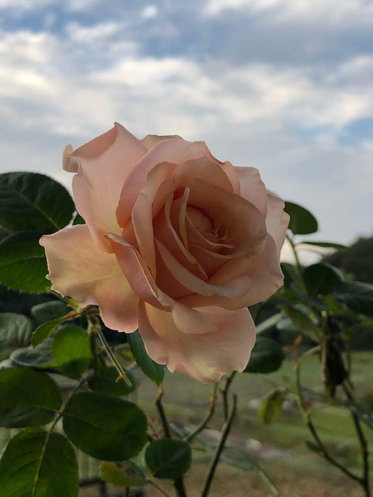 の画像 by うふふさん | ばら バラ 薔薇と薔薇に魅せられてとうふふのミニバラとバラのある暮らしとおうち園芸と今日のお花と薔薇が好き❤とお花が好き♡とGSでバラ園と花のある暮らしとチーム愛知