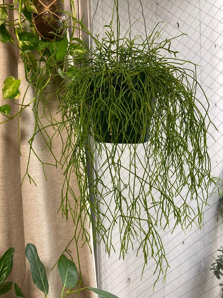 の画像 by greenさん | リプサリス カスッサとおうちの植物とカット苗とグリーンのある暮らしと緑のカーテンとハンギングとジャングル化計画と成長記録と出た!新芽♡
