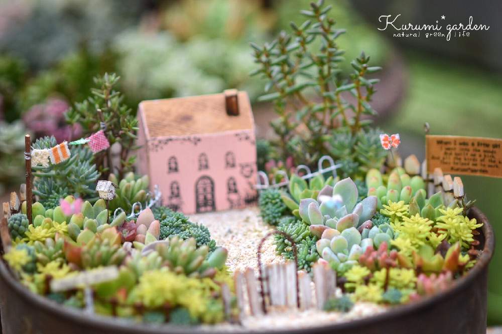 の画像 by くるみ*さん | 多肉植物 寄せ植えと箱庭と箱庭 多肉植物と箱庭作りとくるみガーデンの物語と多肉箱庭とイベントとお誘いとミニチュアと横浜と多肉植物寄せ植えと多肉植物のある暮らしと小さな世界の物語と個展とくるみガーデンとKurumi*gardenと作品展とミニミニハウス