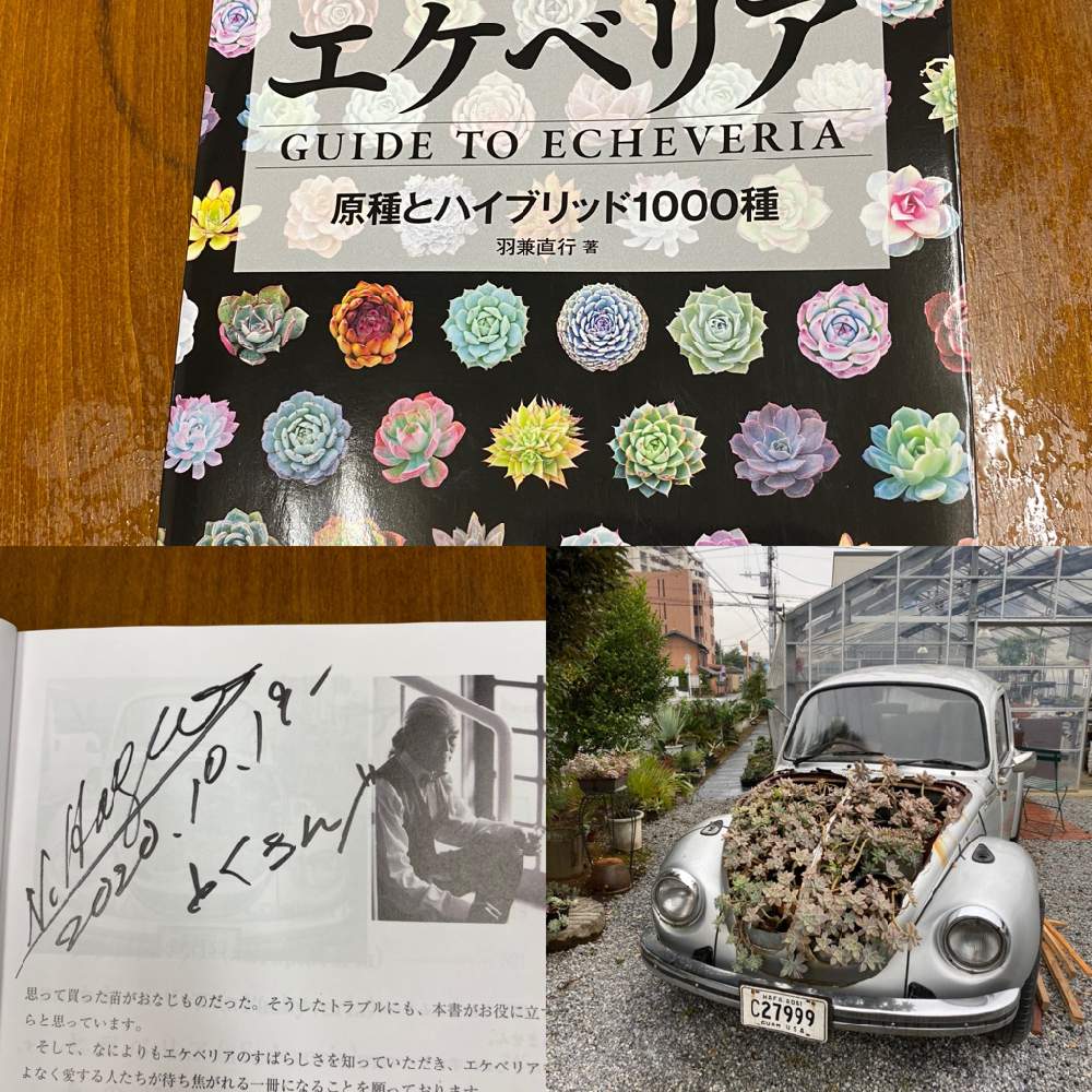 お出かけ先の画像 by とくさん | お出かけ先と多肉中毒と多肉植物と多肉男子初心者とおうち園芸と羽兼直行とサボテン相談室とエケベリア属と多肉狩りと俺の多肉植物