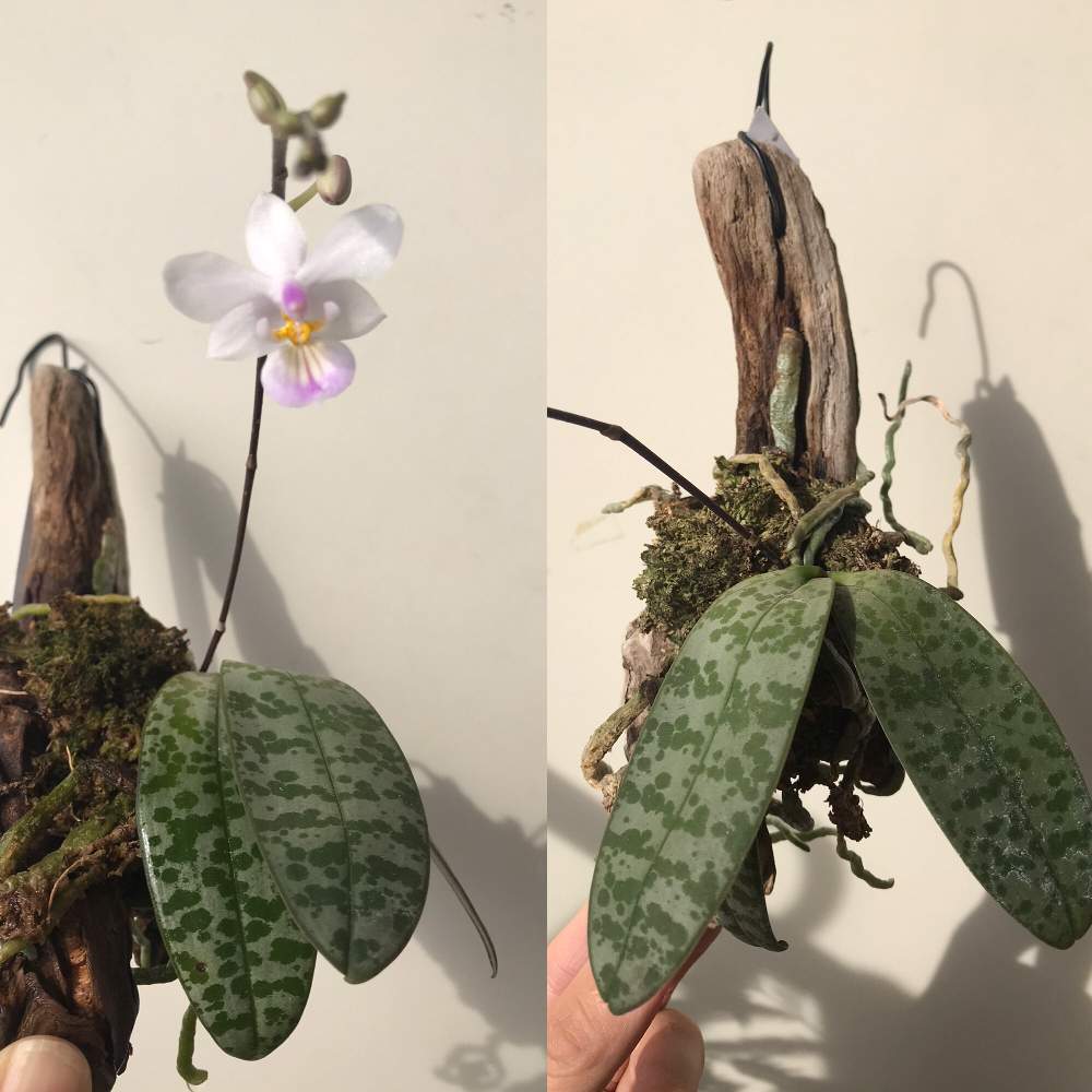 の画像 by さちこさん | コチョウランと胡蝶蘭と着生植物と洋蘭と着生ランとラン科とファレノプシス属と着生蘭と洋ランと洋蘭原種とPhal.lindenii
