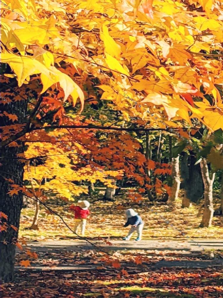 お出かけ先の画像 by 花音さん | お出かけ先と旭川と双子の天使と木々の紅葉とぼちぼちと…と秋色と紅葉(こうよう)と癒されると落ち葉とかわいいと北海道と小さな秋と小さな幸せと繋がりに感謝✨とほっこりと紅葉フォトコン2020