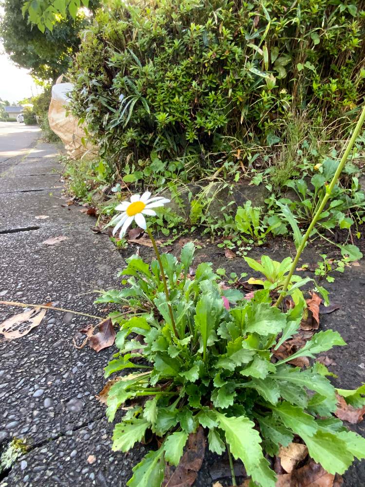 の画像 by ごまぴょんさん | フランスギクと散歩道と山野草と野の花とスマホ撮影