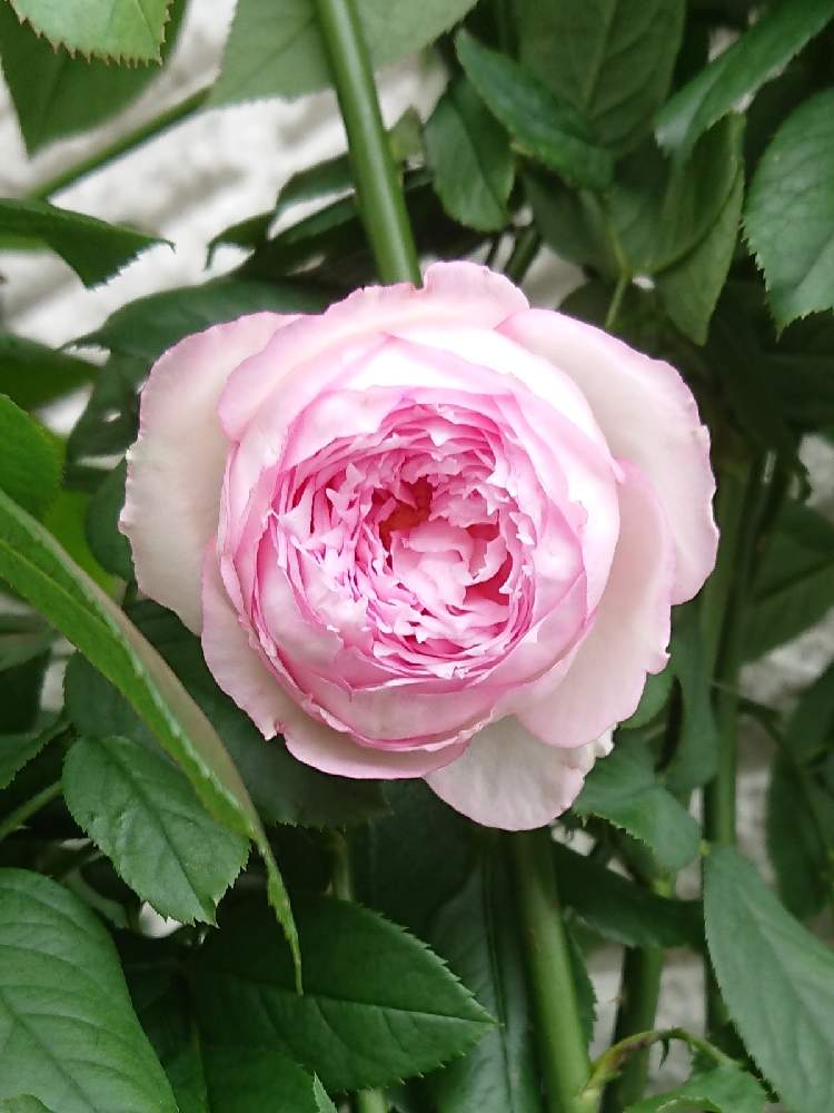 エントランスの画像 by BLANKAさん | エントランスと薔薇と薔薇 ヴァネッサ・ベルとピンクの花と可愛い花とおうち園芸と花のある暮らし