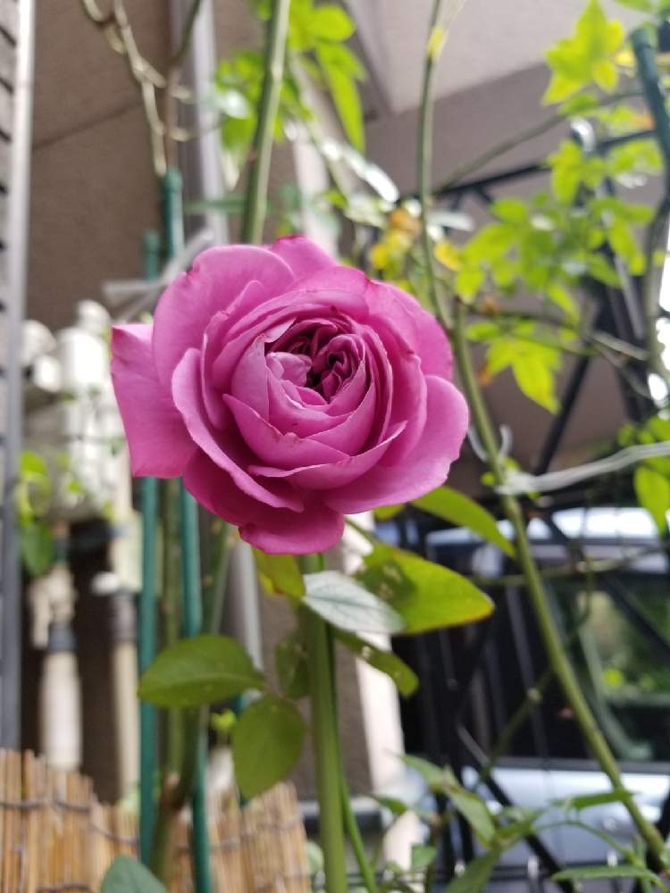 小さな庭の画像 by ニワバラベラバラさん | 小さな庭とバラとプラムパーフェクトとばら バラ 薔薇と化成肥料と藤色の花とIB肥料とバラのある暮らしとバラ 鉢植えと花ちゃん培養土と鉢ロザリアンと腐根酸と花のある暮らしと有機肥料とバーグ堆肥と薔薇♪とばら 薔薇 バラとバラ・ミニバラと腐植酸