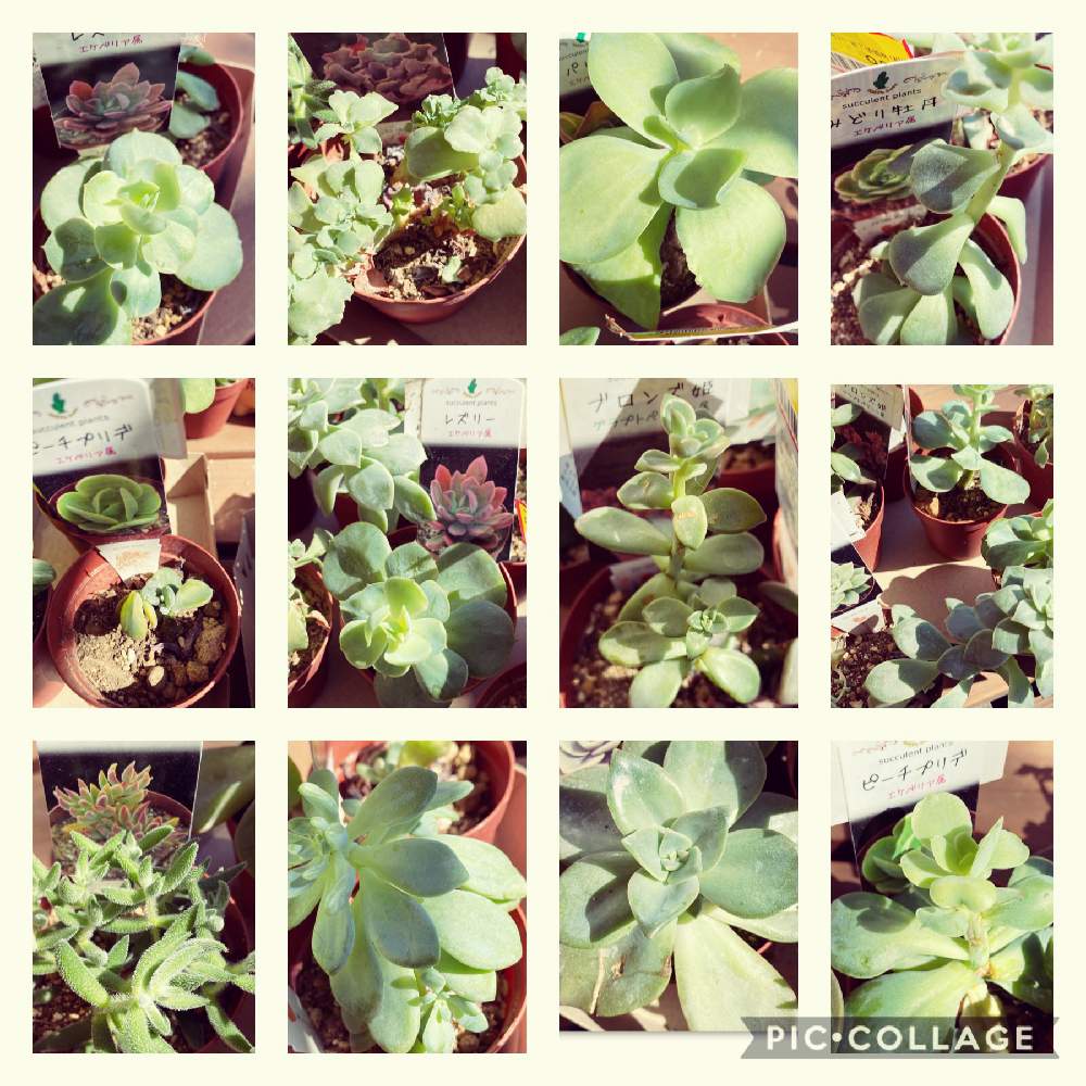 バルコニー/ベランダの画像 by pagu mamaさん | バルコニー/ベランダと多肉植物初心者と私の多肉植物
