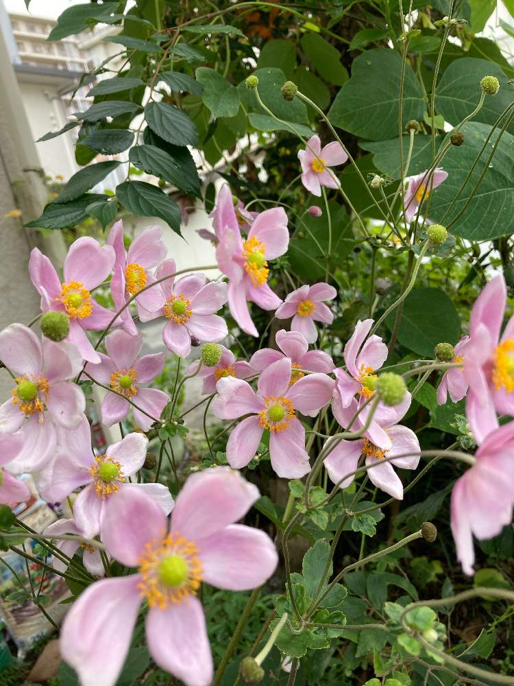 小さな庭の画像 by もふもふさん | 小さな庭と秋明菊とスマホ撮影とお庭の草花と咲いたよとおうち園芸と季節のお花と花のある暮らしと秋に咲かせた花-園芸ガイド2020と秋の花