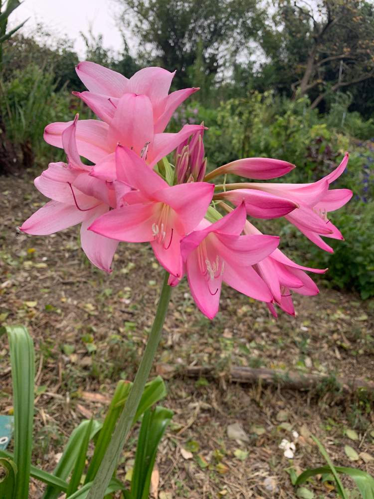 お出かけ先の画像 by EMIさん | お出かけ先と公園とお散歩と花のある暮らしとピンクのお花