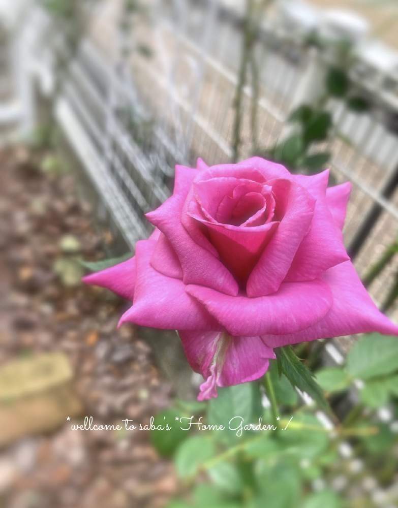 小さな庭の画像 by さば*(復活)さん | 小さな庭と過去picとno green no lifeとGSに感謝。と薔薇が好き❤とロザリアン