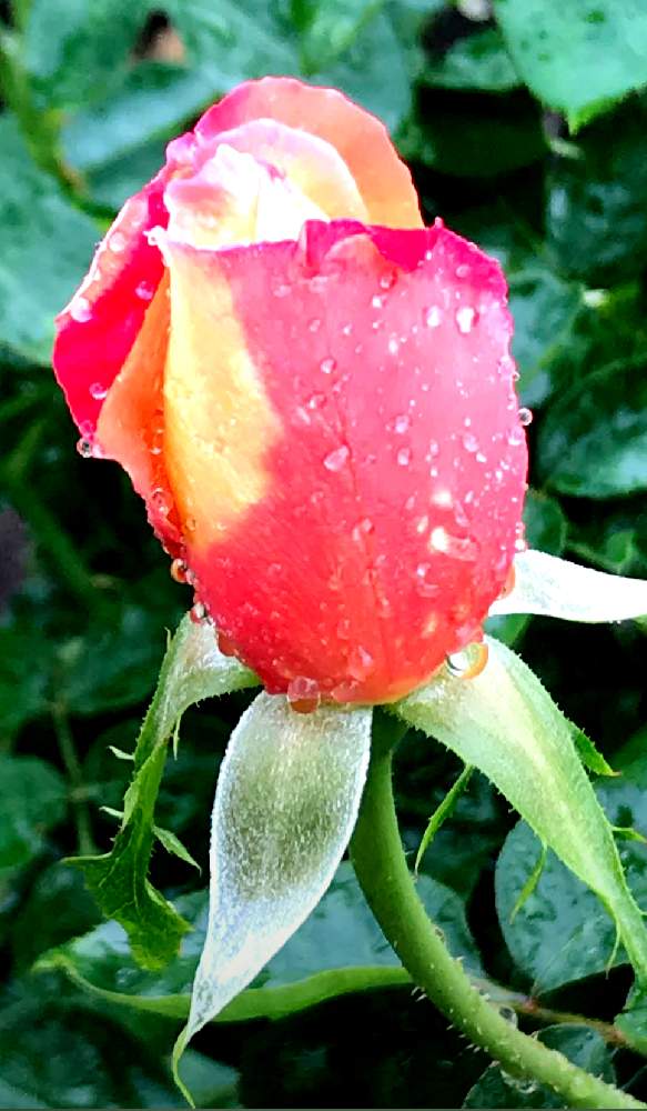 お出かけ先の画像 by EMIさん | お出かけ先と公園と赤い花と花のある暮らしと薔薇♪とお散歩