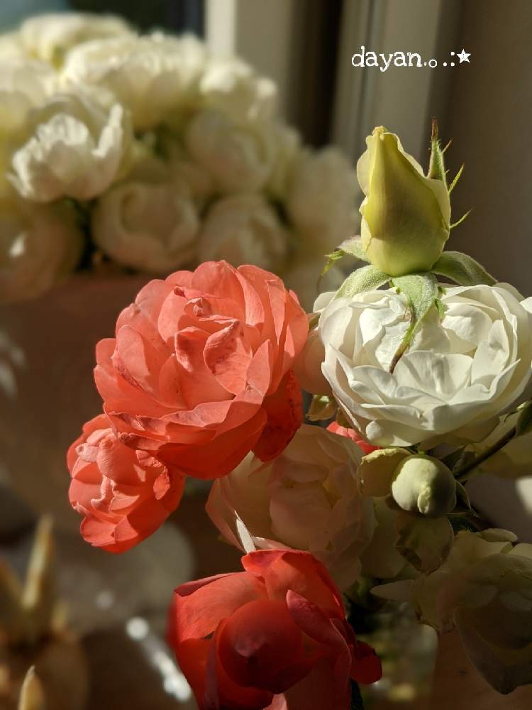 窓辺の画像 by dayanさん | 窓辺とミニバラとばら バラ 薔薇と薔薇愛同盟とナチュラルスタイルとGSでバラ園と白い花といやされると秋に咲かせた花-園芸ガイド2020と北海道と大人かわいい♪とdayan's roseとバラを楽しむ