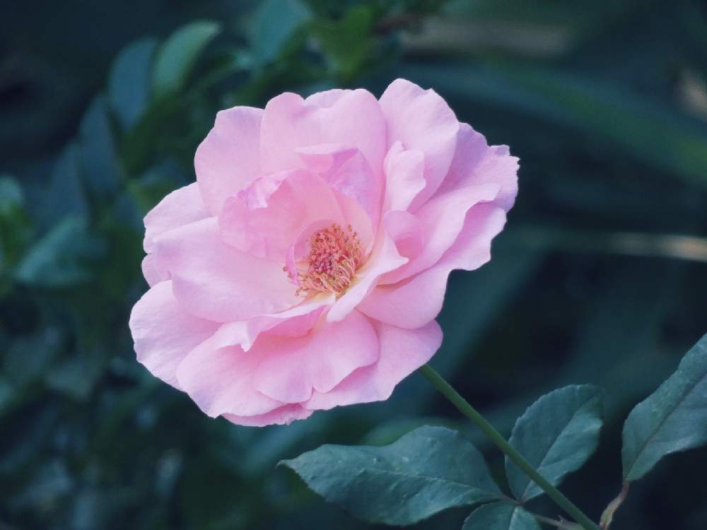 小さな庭の画像 by Hiroko* flowersさん | 小さな庭と医療・介護の皆様に感謝と背の高い木とおうち園芸ときれ~い❤と花のある暮らしと秋風の中でと可愛いピンク色♡とバラ・ミニバラとお花好きの人と繋がりたいとピンクのばらと青空の下