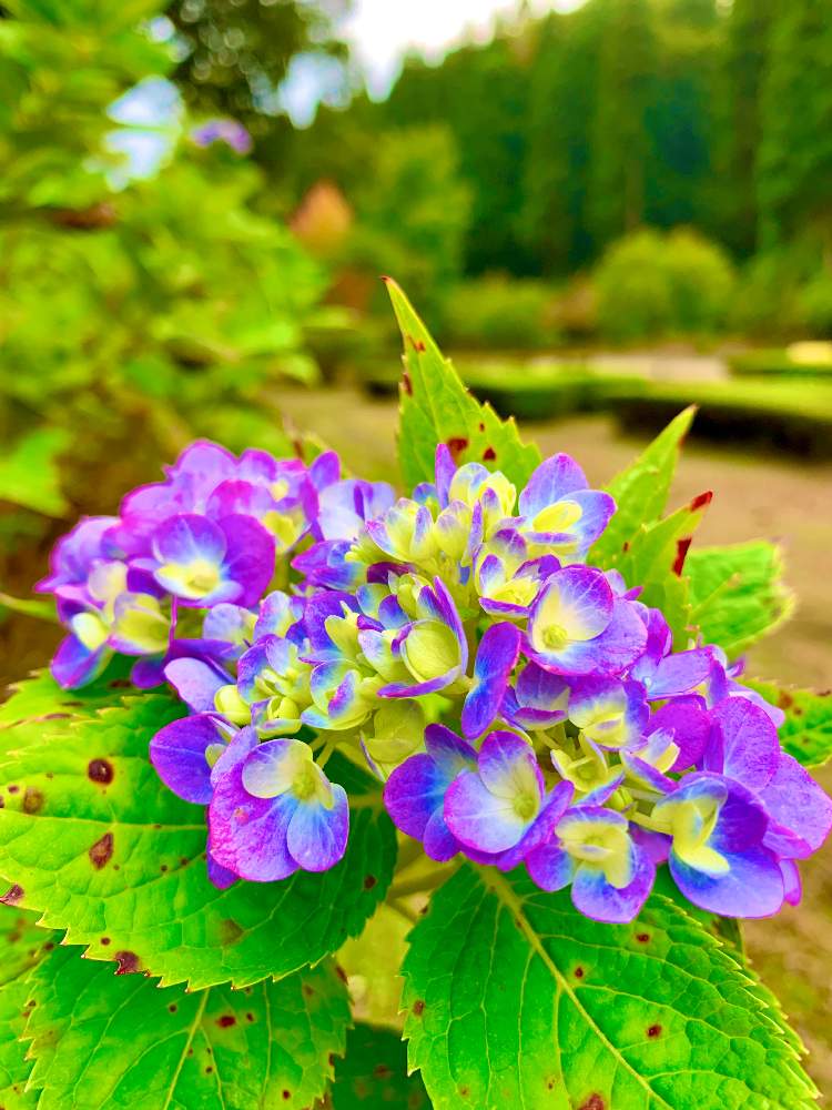 お出かけ先の画像 by マミンさん | お出かけ先と紫陽花(季節外れ)と公園とキレイ☆と頼成の森とお散歩と外出先にて