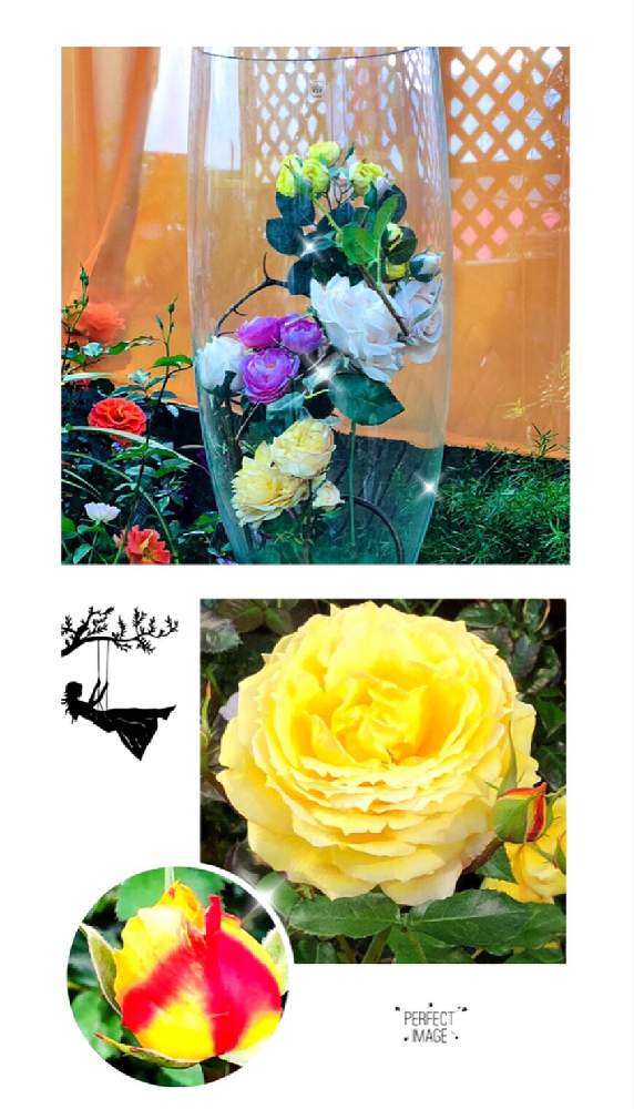 の画像 by hirarinさん | ミニバラと薔薇と今日の花とファンケル銀座スクエア