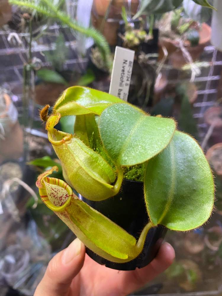 部屋の画像 by いろはさん | 部屋と食虫植物とネペンテス属と植中毒と食虫植物・ウツボカズラと珍奇植物とネペンテス原種とビザールプランツと食虫植物広め隊